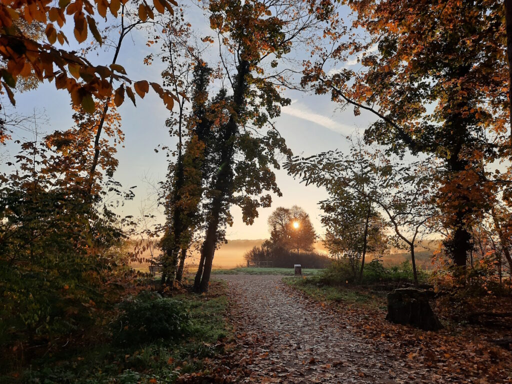Ein stimmungsvoller Sonnenaufgang zwischen Bäumen, an denen noch einige herbstliche Blätter hängen. Am Ende des Kieswegs, der zwischen den Bäumen hindurchführt, ist eine nebelverhangene Wiese zu sehen.