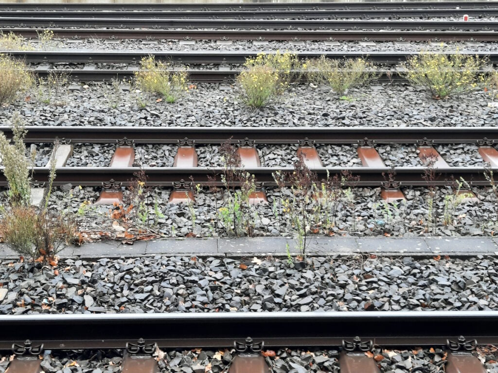 Mehrere Eisenbahnschienen mit gelbblühendem Pflanzen dazwischen.