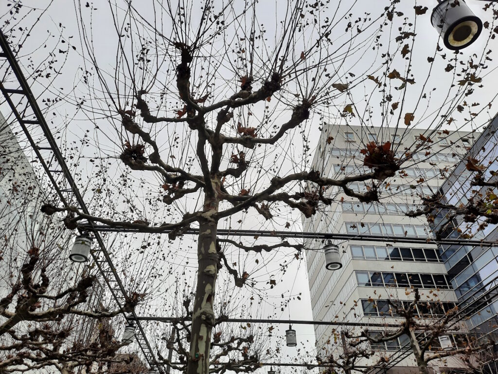 Ein kahler, knorriger Baum vor einem düster-grauem Himmel. Ein Hochhaus im Hintergrund und die Weihnachtsbeleuchtung rund um dem Baum lassen erahnen, dass der Baum in der Innenstadt steht.