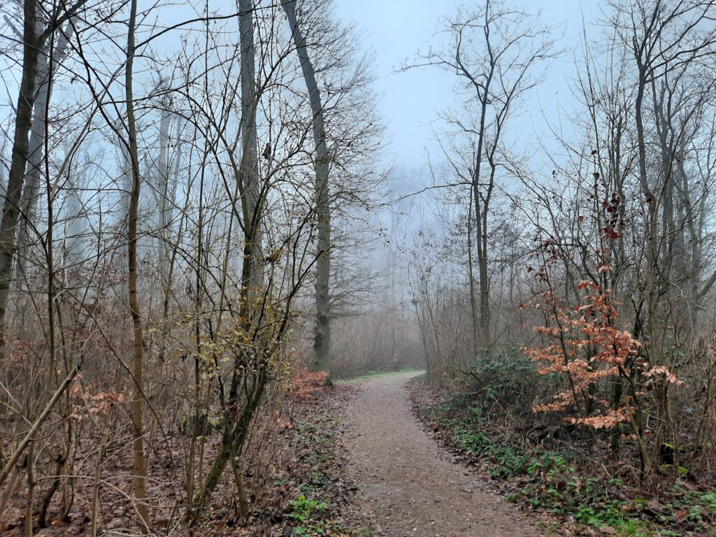 Ein unbefestigter Waldweg, der durch kahle Bäume führt. Der Himmel sieht überraschend blau aus, wenn man bedenkt, dass die entferntesten Bäume im Nebel verschwinden.