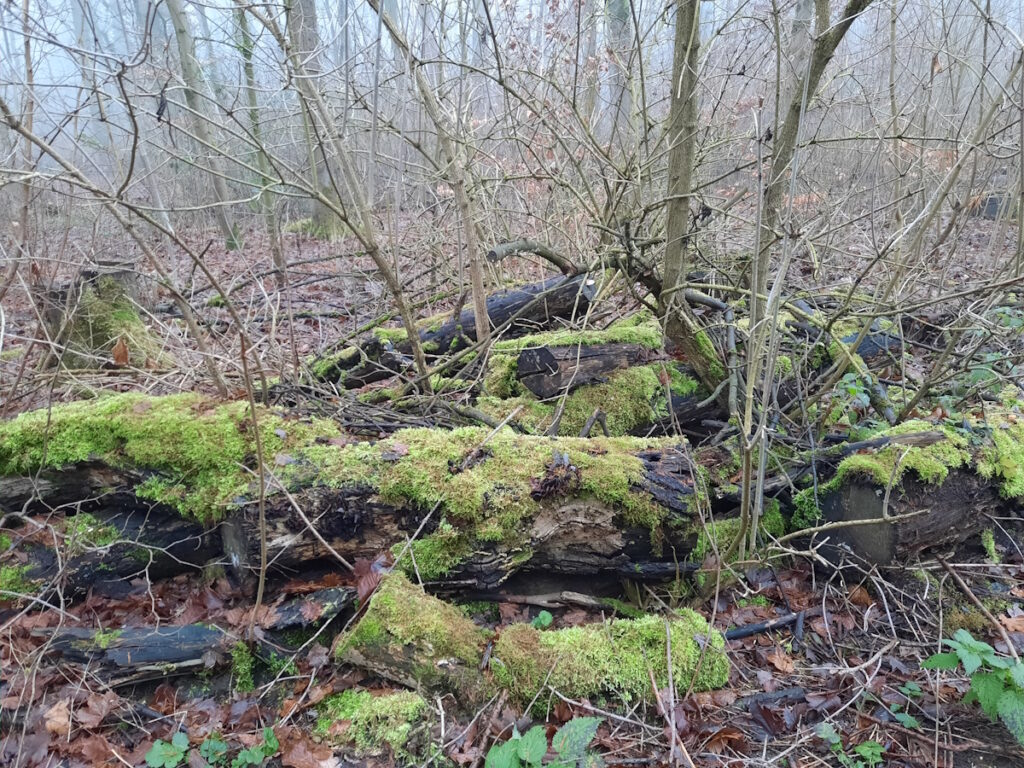 Mehrere im matten Herbstlaub liegende Baumstämme, die dick mit Moos überwachsen sind. Das Moos bildet den einzigen Farbklecks in einem ansonsten trostlos wirkenden Wald.