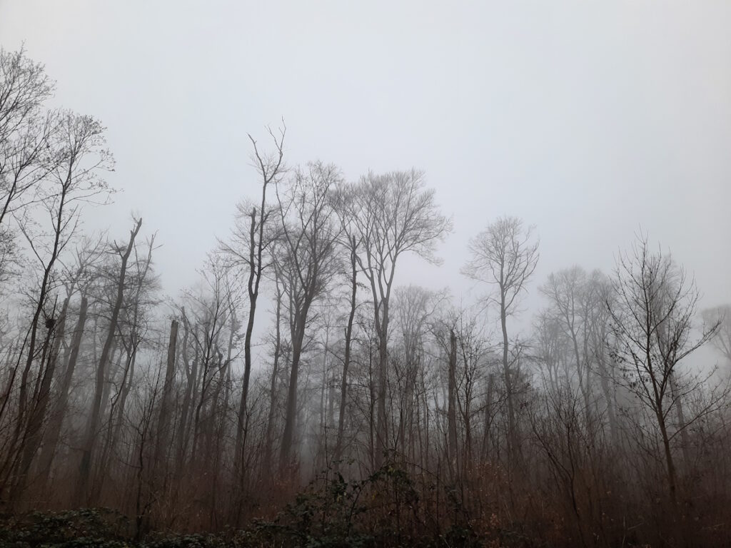Ein grauer, nebeliger Himmel, über düsteren Baumstämmen, die in den Himmel ragen.