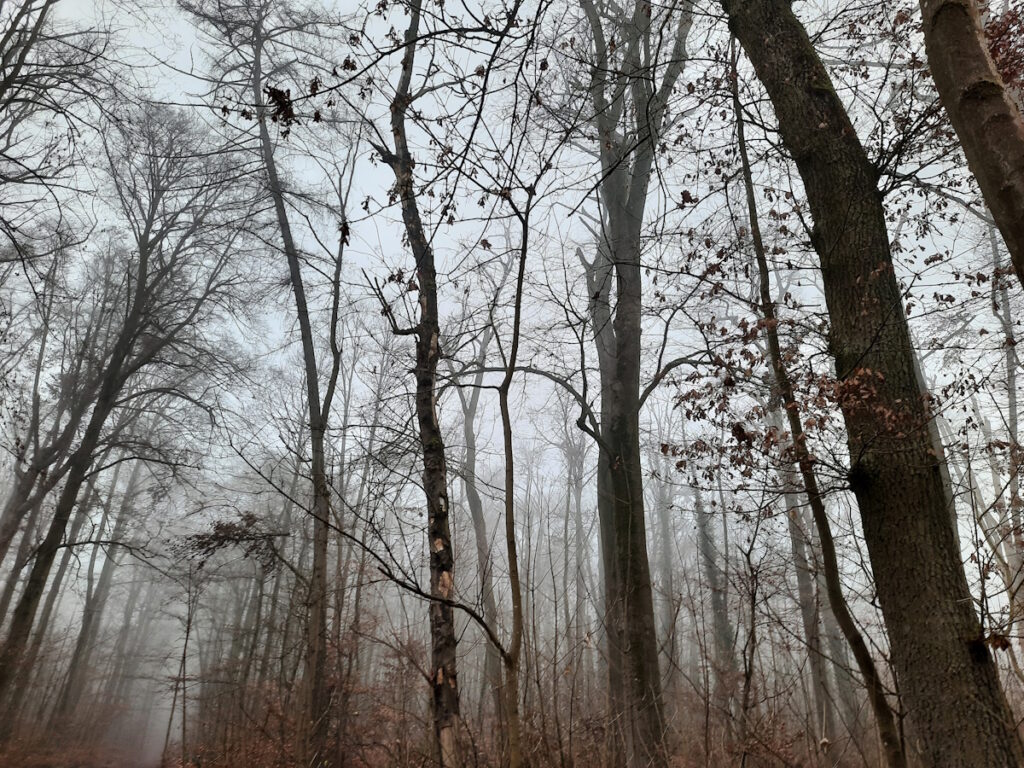 Kahle Bäume im Nebel - die dunklen Baumstämme bilden einen harten Kontrast zu dem im Nebel verschwimmenden Hintergrund.