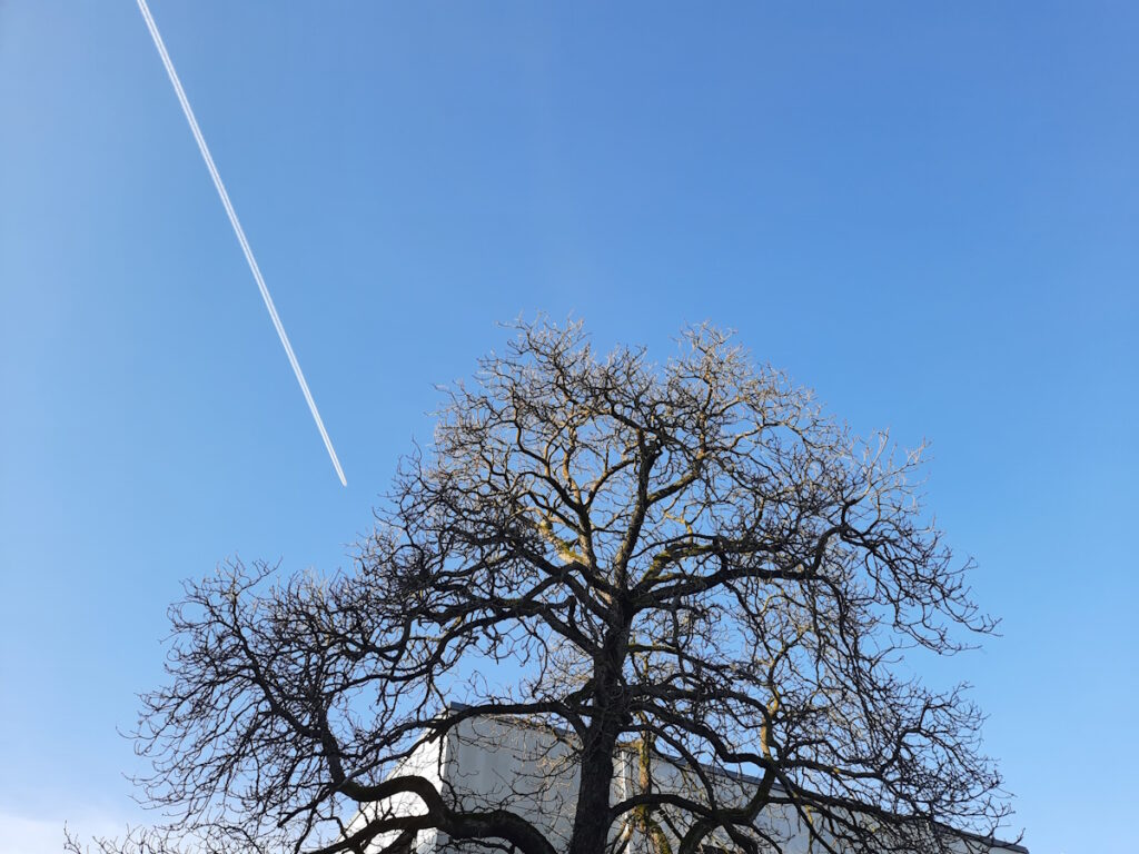 Ein kahler Baum vor einem strahlend blauem Himmel, der einen Flugzeug-Kondenzstreifen zeigt. 