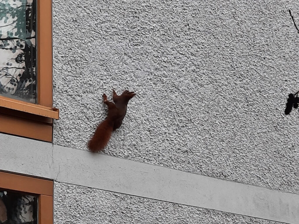 Eine Hauswand, an der gerade ein rotes Eichhörnchen hochgeklettert ist, das nun neben einem Fenster an der Wand sitzt.