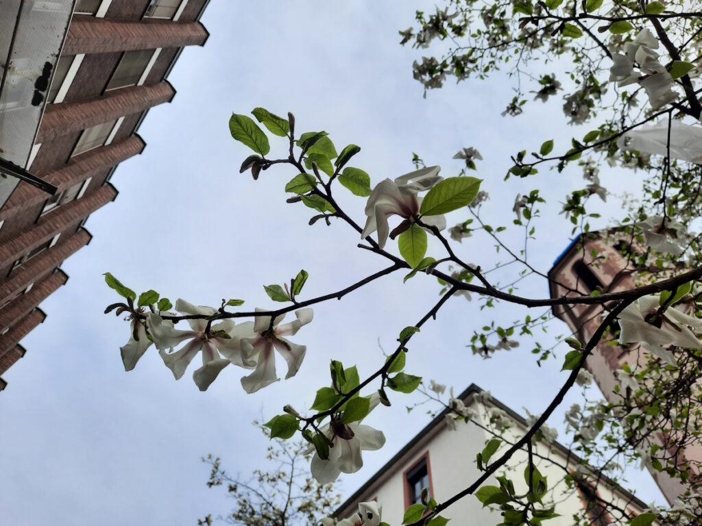 Eine blühende Magnolie vor blaugrauem Himmel.