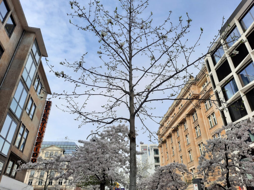 Eine verblühte Magnolie vor einem wolkigen Himmel. Im Hintergrund sind mehrere blühende Magnolien und Zierkirschen zu sehen.