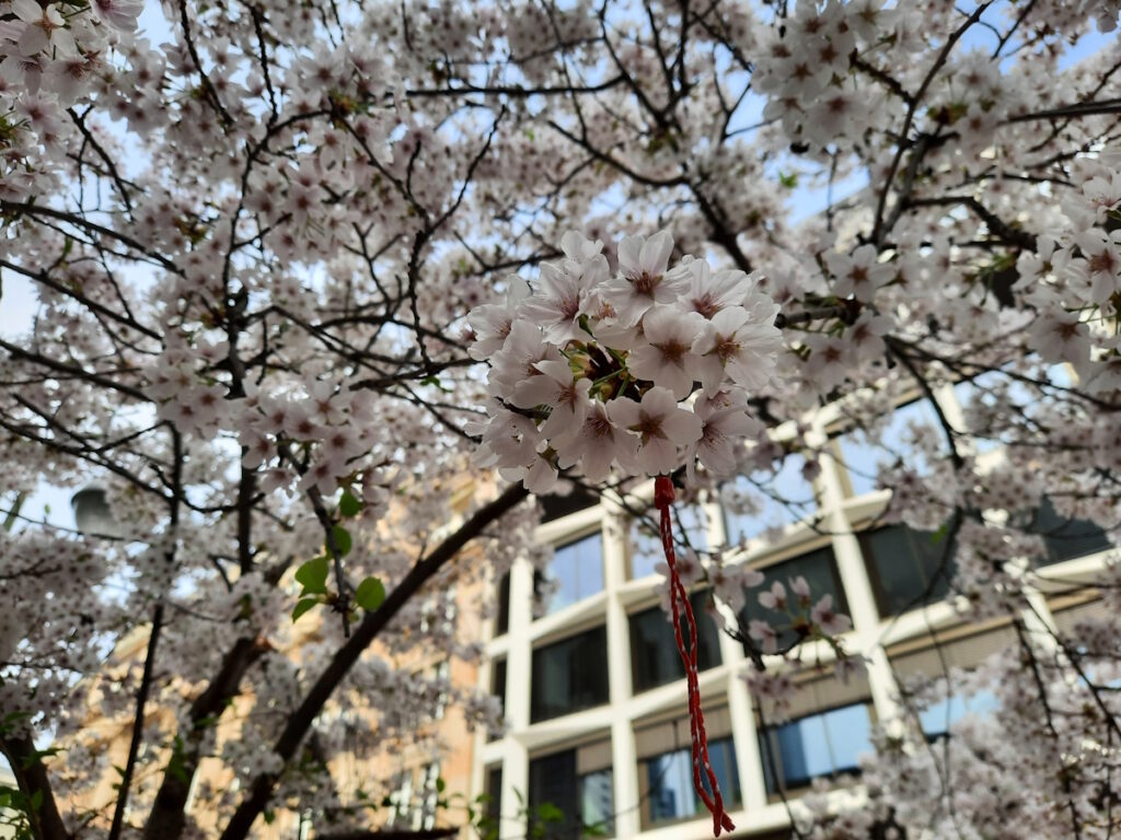Eine Büschel Blüten einer Zierkirsche in Nahaufnahme.
