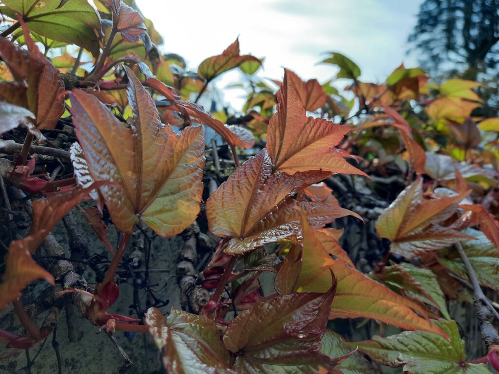 Junge, rötliche schimmernde Blätter in einer Hecke.