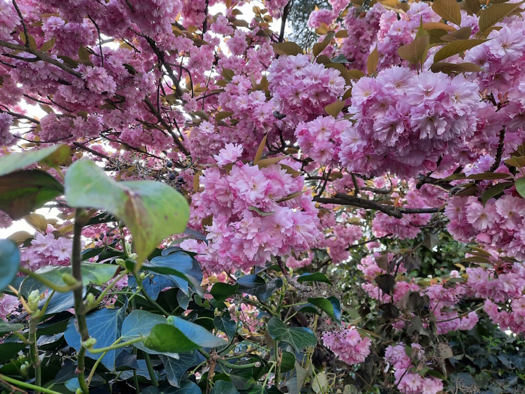 Die rosa Blüten einer Kirsche in Nahaufnahme.