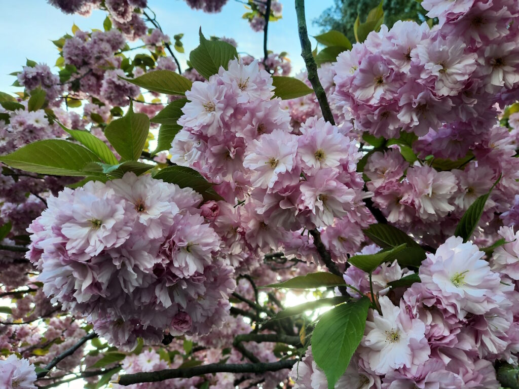 Rosa-weiße Kirschblüten in Nahaufnahme vor einem hellblauen Himmel.
