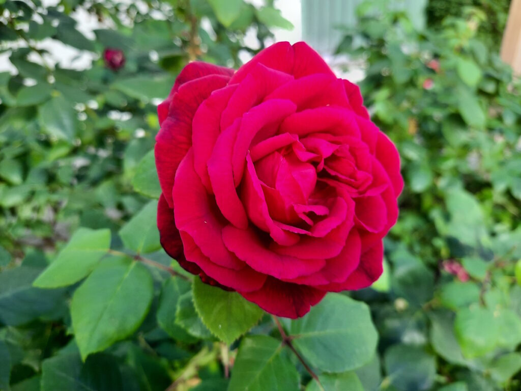 Eine vollaufgeblühte rote Rose.