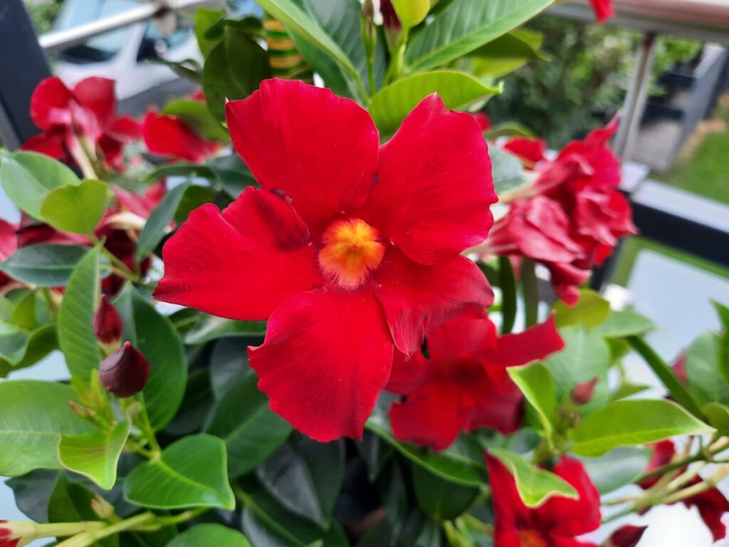 Großaufnahme einer roten Blüte