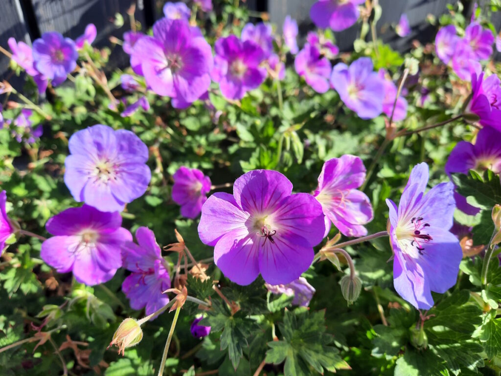 Mehrere kleine violette Blumen in einem Beet.