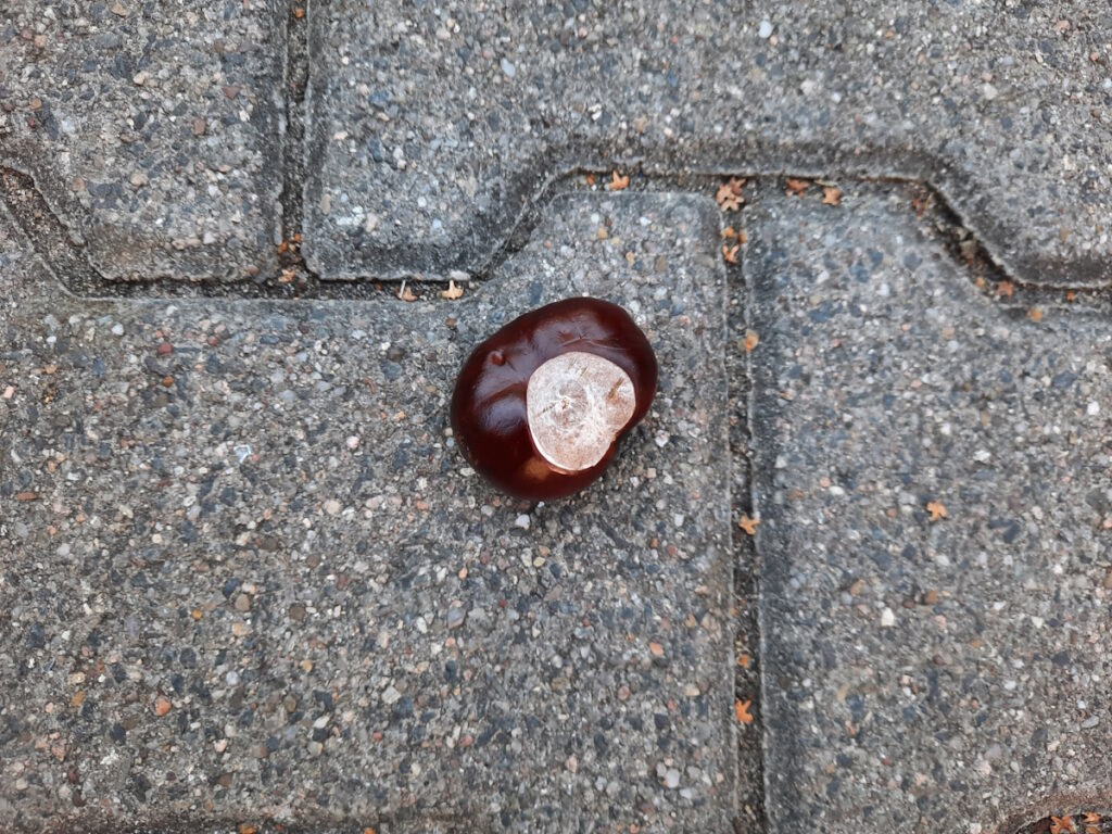 Eine einzelne Kastanie auf einem grau gepflasterten Weg.